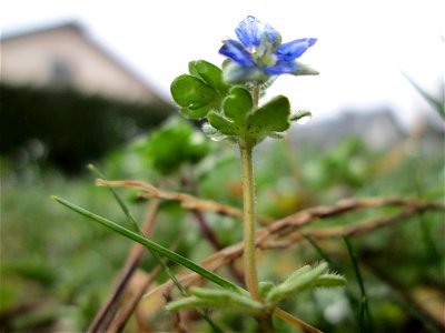 Erster blühender Dreiteiliger Ehrenpreis (Veronica triphyllos) in Hockenheim