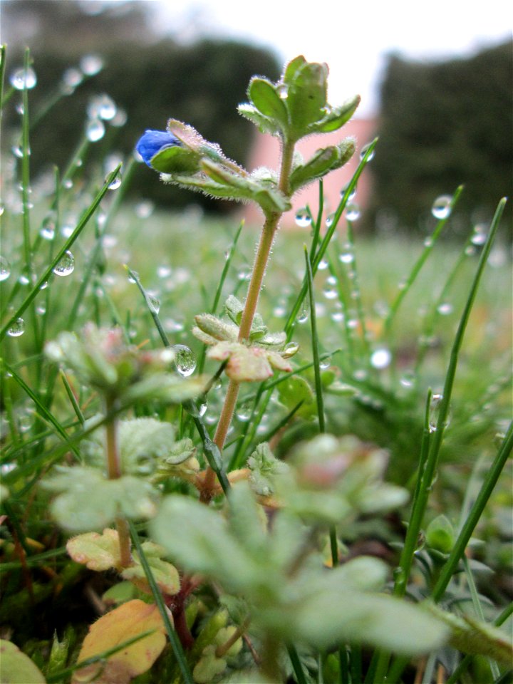 Erster blühender Dreiteiliger Ehrenpreis (Veronica triphyllos) in Hockenheim
