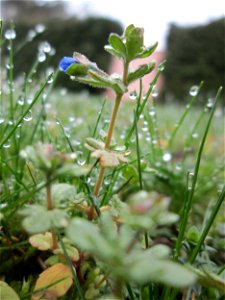 Erster blühender Dreiteiliger Ehrenpreis (Veronica triphyllos) in Hockenheim
