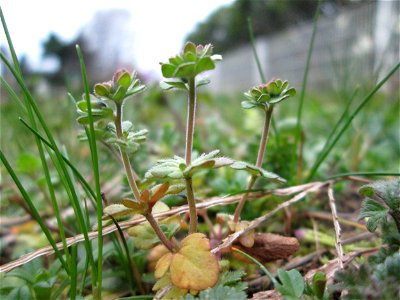 Dreiteiliger oder Finger-Ehrenpreis (Veronica triphyllos) in Hockenheim