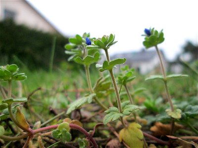 Dreiteiliger oder Finger-Ehrenpreis (Veronica triphyllos) in Hockenheim