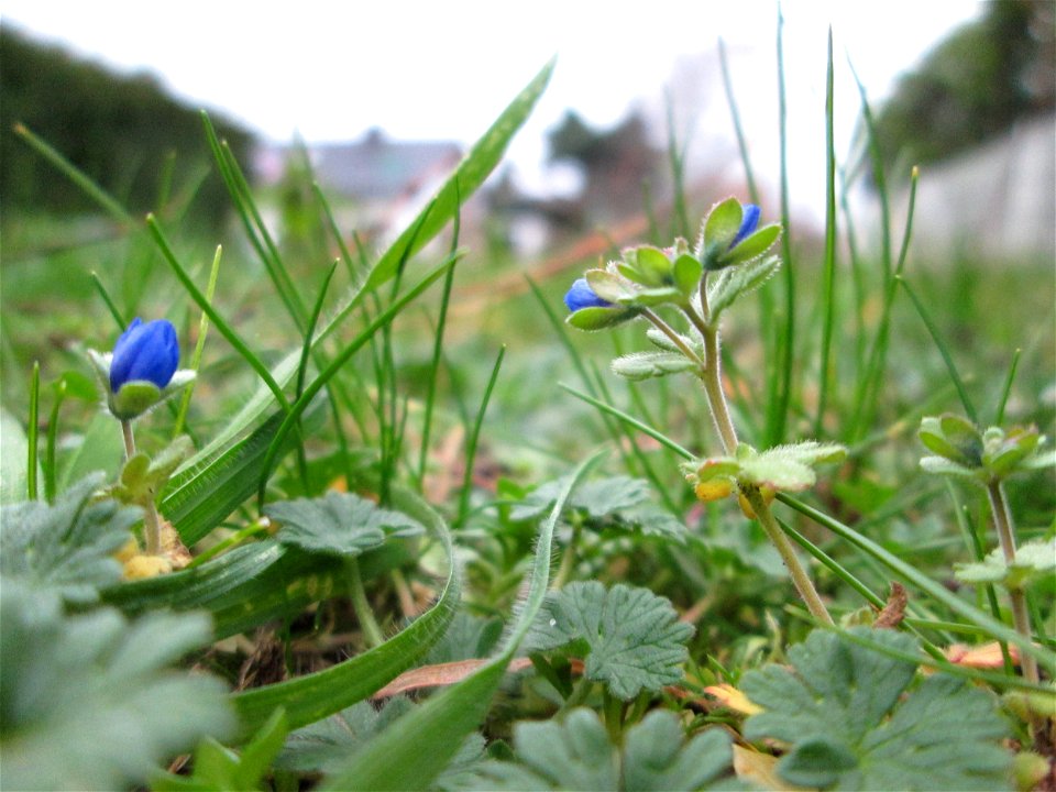 Dreiteiliger oder Finger-Ehrenpreis (Veronica triphyllos) in Hockenheim