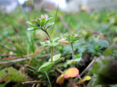 Dreiteiliger oder Finger-Ehrenpreis (Veronica triphyllos) in Hockenheim - um diesen unscheinbaren Ehrenpreis zu entdecken, ist es von Vorteil, seine Standorte zu kennen - und selbst da muss man noch g