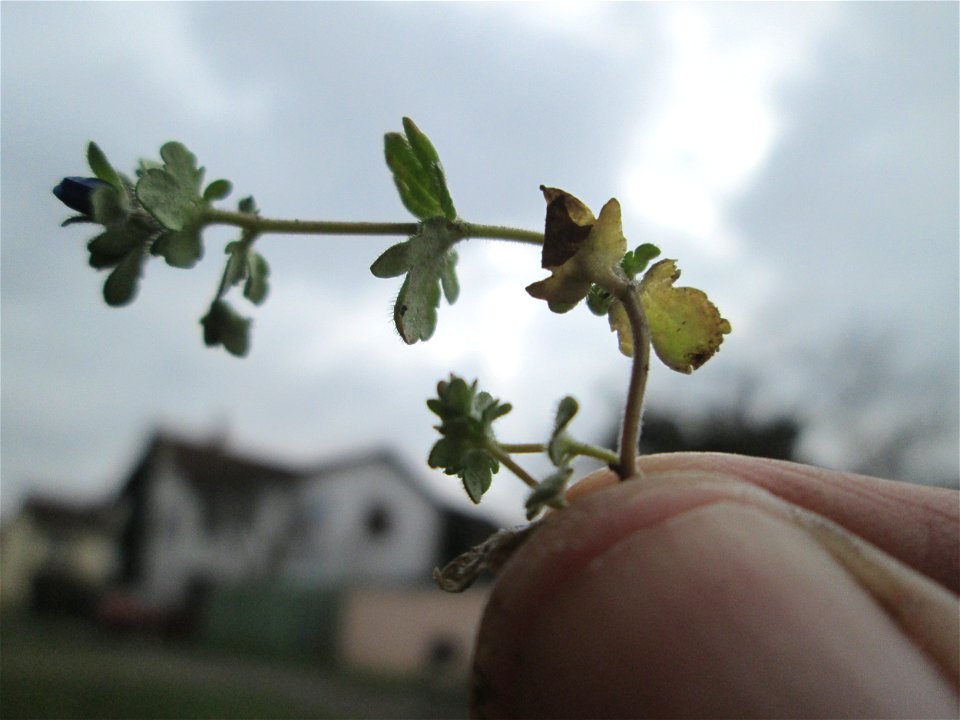 Dreiteiliger oder Finger-Ehrenpreis (Veronica triphyllos) in Hockenheim - um diesen unscheinbaren Ehrenpreis zu entdecken, ist es von Vorteil, seine Standorte zu kennen - und selbst da muss man noch g