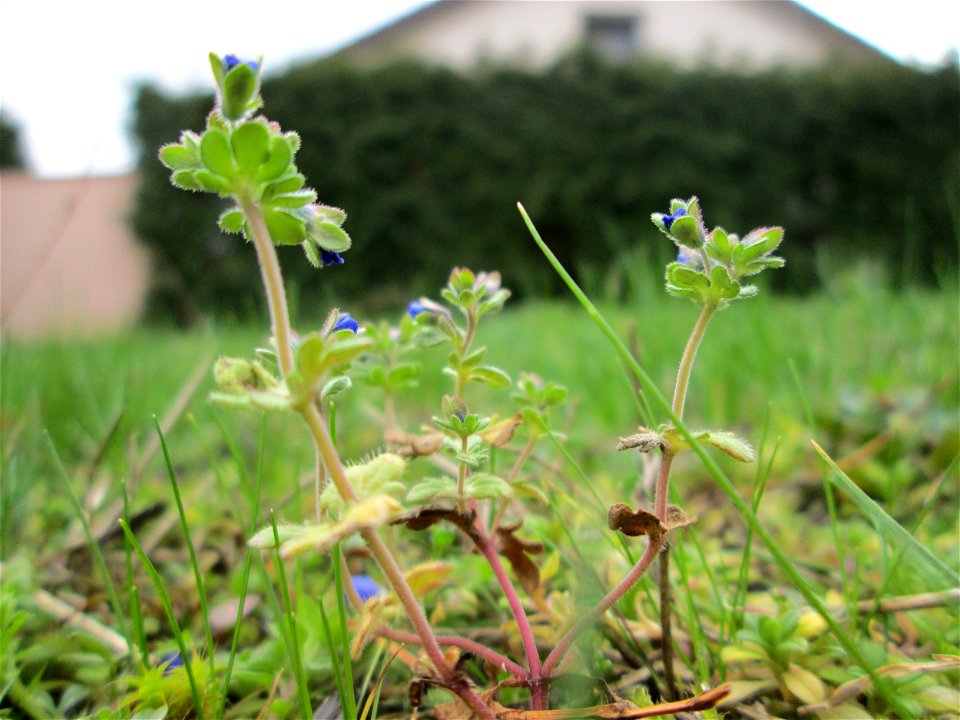 Dreiteiliger oder Finger-Ehrenpreis (Veronica triphyllos) in Hockenheim - um diesen unscheinbaren Ehrenpreis zu entdecken, ist es von Vorteil, seine Standorte zu kennen - und selbst da muss man noch g