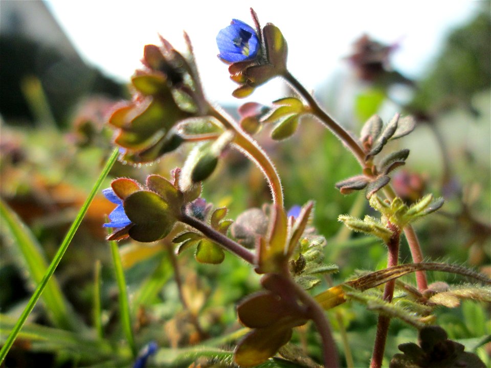 Dreiteiliger oder Finger-Ehrenpreis (Veronica triphyllos) in Hockenheim