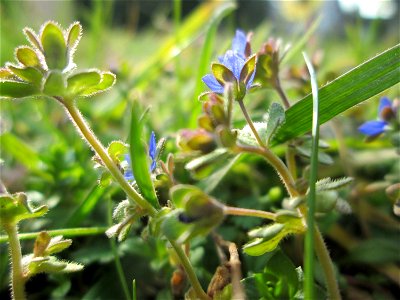Dreiteiliger oder Finger-Ehrenpreis (Veronica triphyllos) in Hockenheim