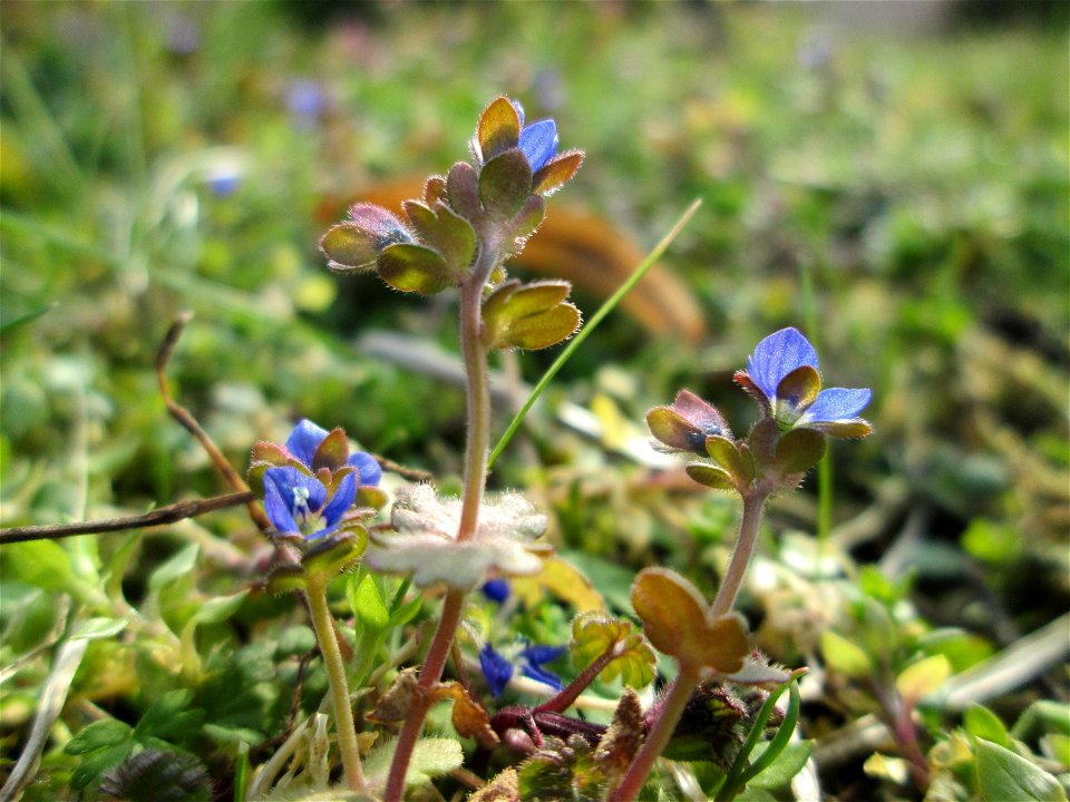 Dreiteiliger oder Finger-Ehrenpreis (Veronica triphyllos) in Hockenheim