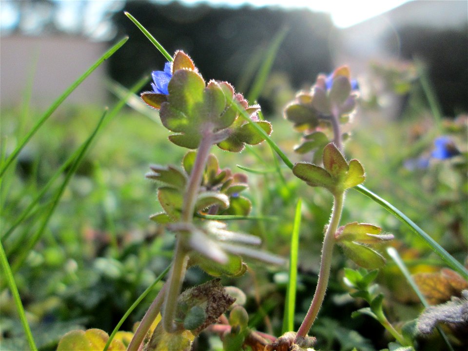 Dreiteiliger oder Finger-Ehrenpreis (Veronica triphyllos) in Hockenheim