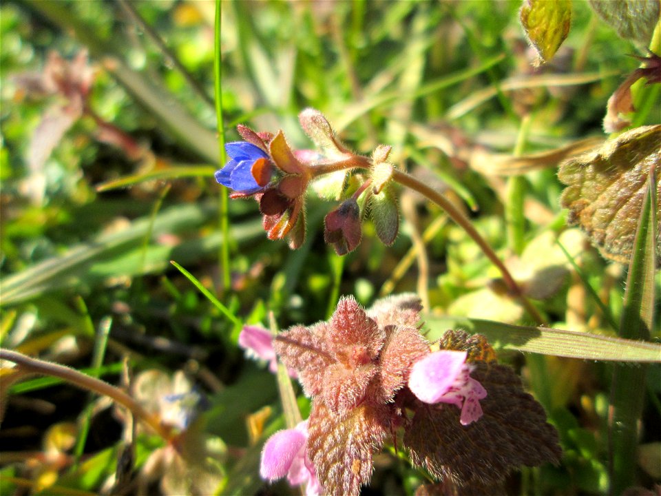 Dreiteiliger oder Finger-Ehrenpreis (Veronica triphyllos) in Hockenheim
