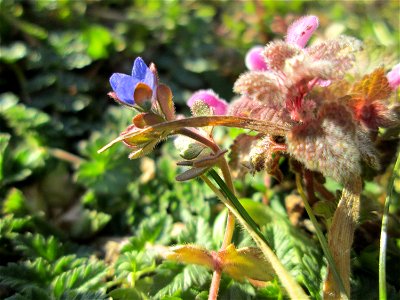 Dreiteiliger oder Finger-Ehrenpreis (Veronica triphyllos) in Hockenheim