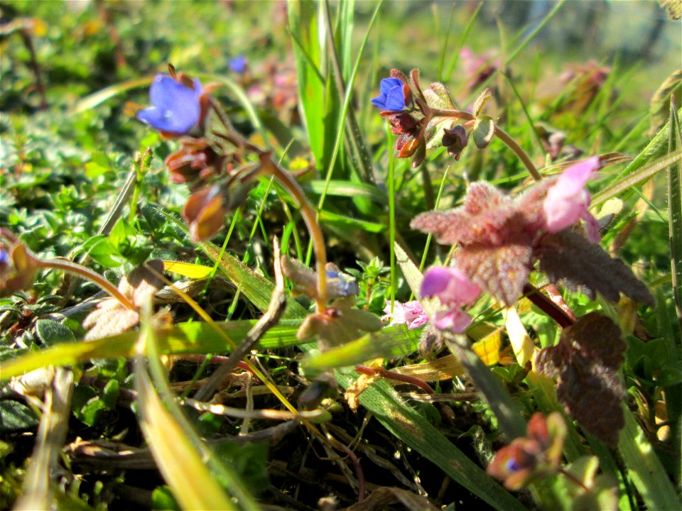 Dreiteiliger oder Finger-Ehrenpreis (Veronica triphyllos) in Hockenheim