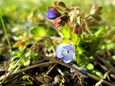 Dreiteiliger oder Finger-Ehrenpreis (Veronica triphyllos) in Hockenheim
