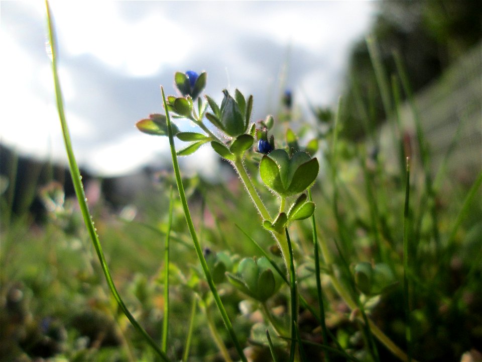 Dreiteiliger oder Finger-Ehrenpreis (Veronica triphyllos) in Hockenheim