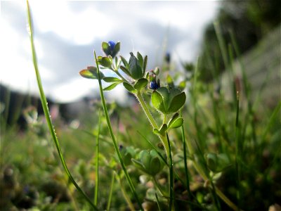 Dreiteiliger oder Finger-Ehrenpreis (Veronica triphyllos) in Hockenheim
