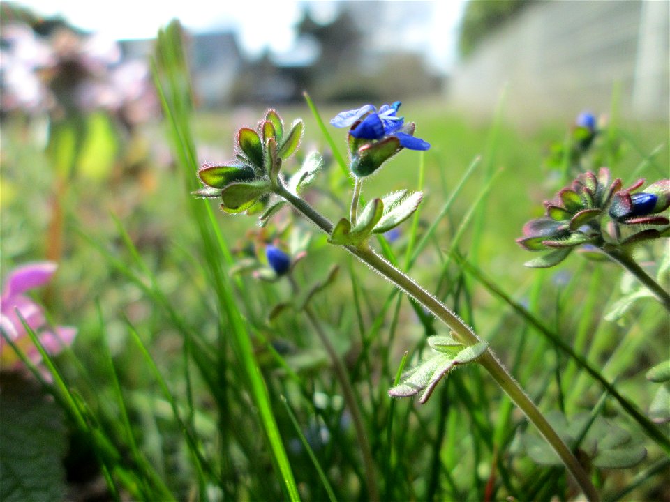Dreiteiliger oder Finger-Ehrenpreis (Veronica triphyllos) in Hockenheim