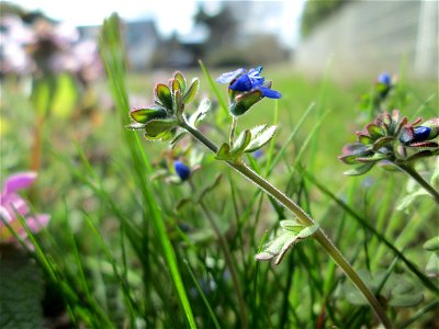 Dreiteiliger oder Finger-Ehrenpreis (Veronica triphyllos) in Hockenheim