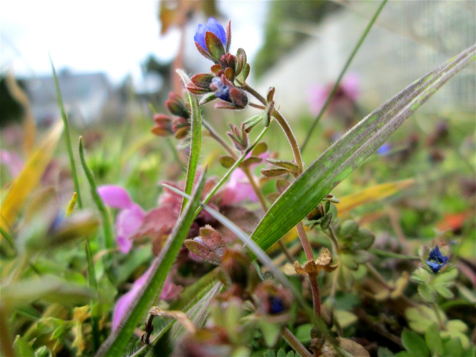 Dreiteiliger oder Finger-Ehrenpreis (Veronica triphyllos) in Hockenheim