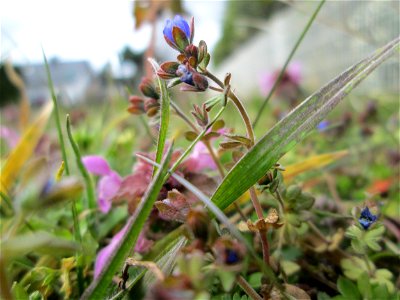 Dreiteiliger oder Finger-Ehrenpreis (Veronica triphyllos) in Hockenheim