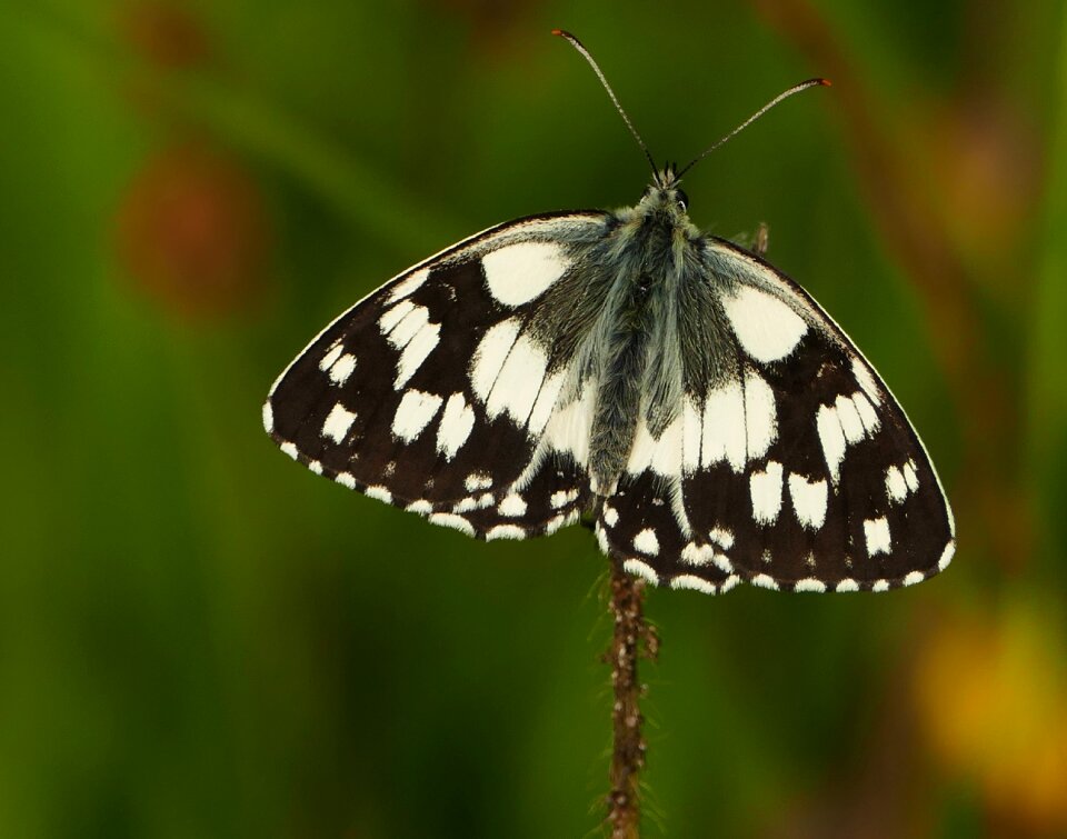 Butterfly close up light