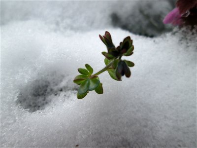 Dreiteiliger oder Finger-Ehrenpreis (Veronica triphyllos) in Hockenheim