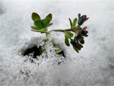 Dreiteiliger oder Finger-Ehrenpreis (Veronica triphyllos) in Hockenheim