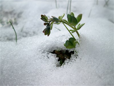 Dreiteiliger oder Finger-Ehrenpreis (Veronica triphyllos) in Hockenheim