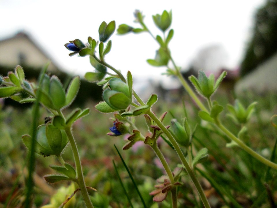 Dreiteiliger oder Finger-Ehrenpreis (Veronica triphyllos) in Hockenheim