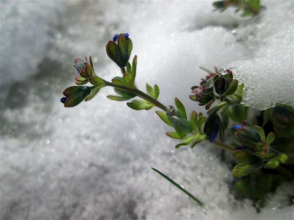 Dreiteiliger oder Finger-Ehrenpreis (Veronica triphyllos) in Hockenheim