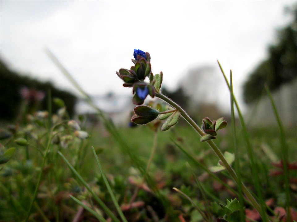 Dreiteiliger oder Finger-Ehrenpreis (Veronica triphyllos) in Hockenheim
