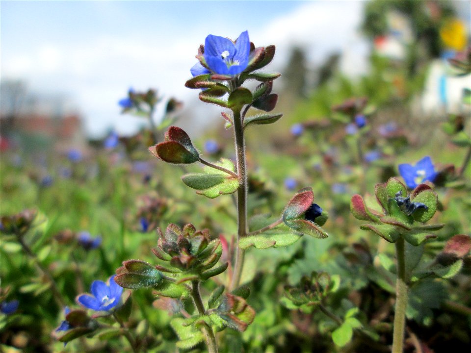 Dreiteiliger oder Finger-Ehrenpreis (Veronica triphyllos) in Hockenheim