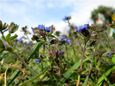 Dreiteiliger oder Finger-Ehrenpreis (Veronica triphyllos) in Hockenheim