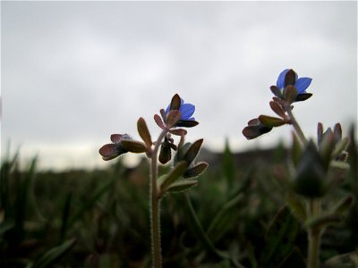 Dreiteiliger oder Finger-Ehrenpreis (Veronica triphyllos) in Hockenheim