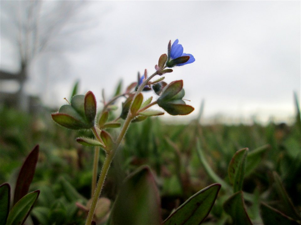 Dreiteiliger oder Finger-Ehrenpreis (Veronica triphyllos) in Hockenheim