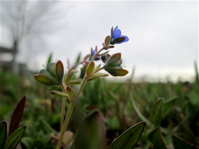 Dreiteiliger oder Finger-Ehrenpreis (Veronica triphyllos) in Hockenheim