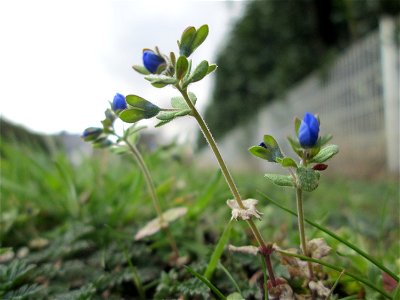 Dreiteiliger oder Finger-Ehrenpreis (Veronica triphyllos) in Hockenheim
