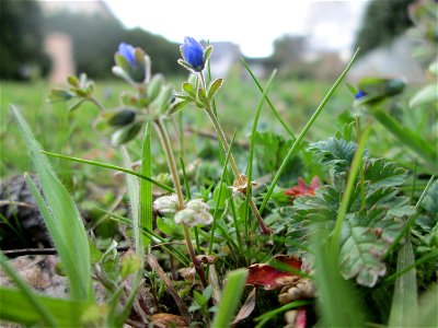 Dreiteiliger oder Finger-Ehrenpreis (Veronica triphyllos) in Hockenheim