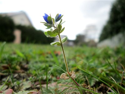 Dreiteiliger oder Finger-Ehrenpreis (Veronica triphyllos) in Hockenheim