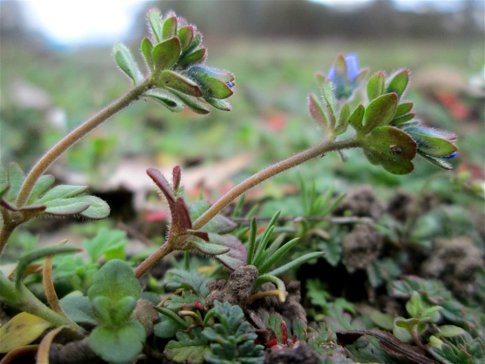 Dreiteiliger oder Finger-Ehrenpreis (Veronica triphyllos) im Gartenschaupark Hockenheim