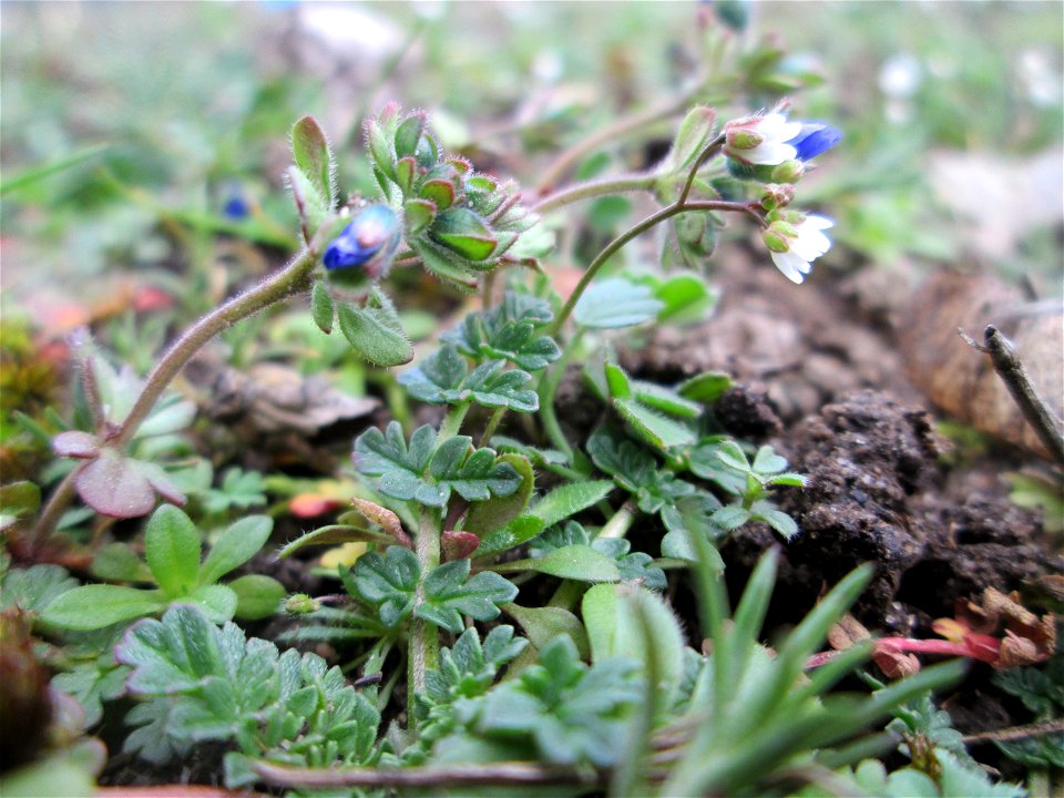 Dreiteiliger oder Finger-Ehrenpreis (Veronica triphyllos) im Gartenschaupark Hockenheim
