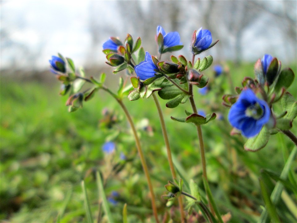 Dreiteiliger oder Finger-Ehrenpreis (Veronica triphyllos) bei Hockenheim