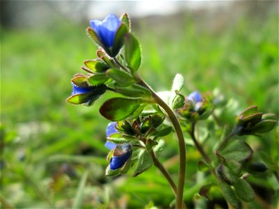 Dreiteiliger oder Finger-Ehrenpreis (Veronica triphyllos) bei Hockenheim