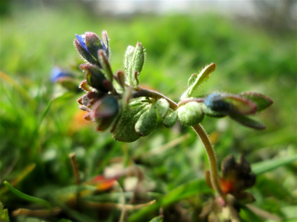 Dreiteiliger oder Finger-Ehrenpreis (Veronica triphyllos) bei Hockenheim