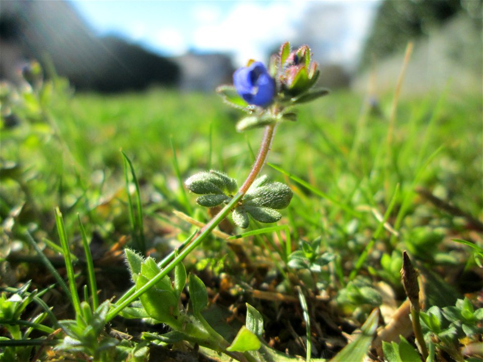 Dreiteiliger oder Finger-Ehrenpreis (Veronica triphyllos) in Hockenheim