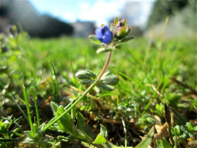 Dreiteiliger oder Finger-Ehrenpreis (Veronica triphyllos) in Hockenheim