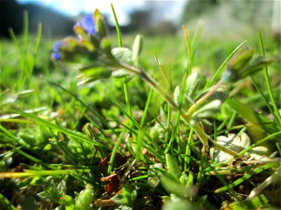 Dreiteiliger oder Finger-Ehrenpreis (Veronica triphyllos) in Hockenheim
