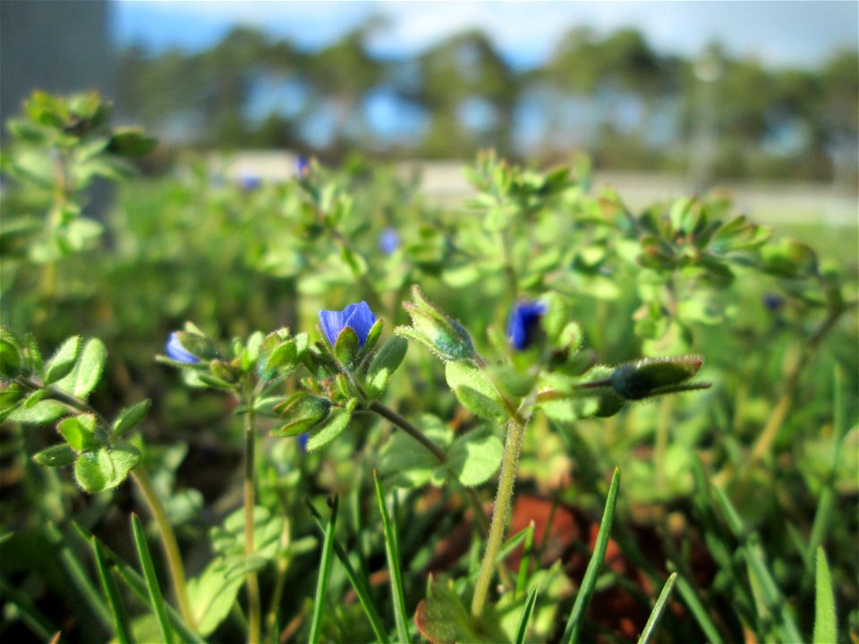 Dreiteiliger oder Finger-Ehrenpreis (Veronica triphyllos) auf einer Parkplatzwiese in Hockenheim