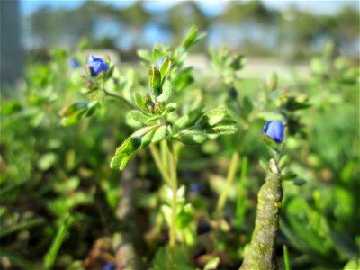 Dreiteiliger oder Finger-Ehrenpreis (Veronica triphyllos) auf einer Parkplatzwiese in Hockenheim