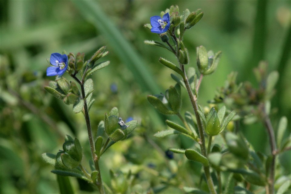 Veronica triphyllos