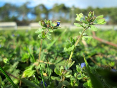 Dreiteiliger oder Finger-Ehrenpreis (Veronica triphyllos) auf einer Parkplatzwiese in Hockenheim